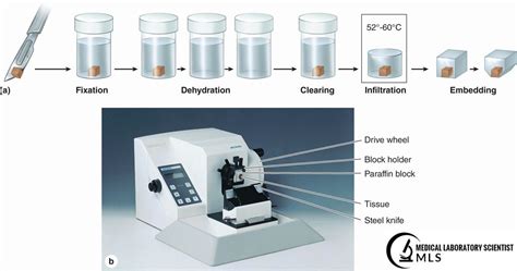 Tissue Processing 的图像结果