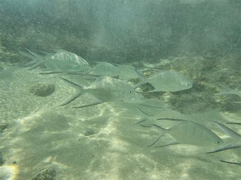 ROYALTON GRENADA, AN AUTOGRAPH COLLECTION ALL-INCLUSIVE RESORT ...