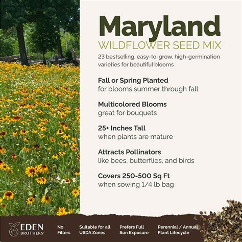 Maryland Wildflower Seed Mix | Wildflower Seeds | Eden Brothers