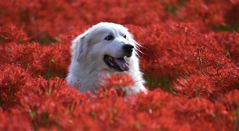 Pros and Cons of Vegetarian vs Meat-Based Diets for Dogs | Dogsee