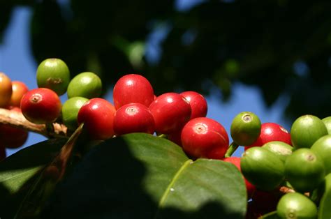 Hawaii Coffee Growing Regions – Hawaii Coffee Industry