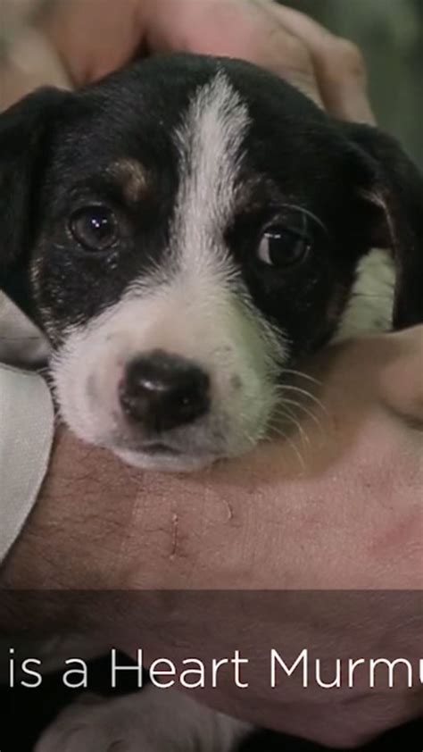 Do Heart Murmurs Go Away In Puppies