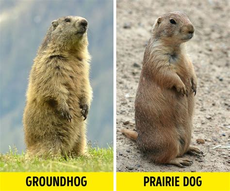 10+ Pairs of Animals That Are Almost Identical (and How to Not Confuse ...