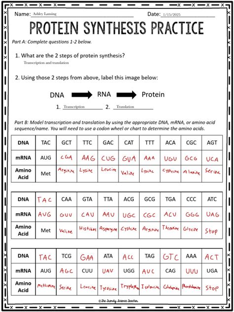 Image result for Protein Synthesis Practice