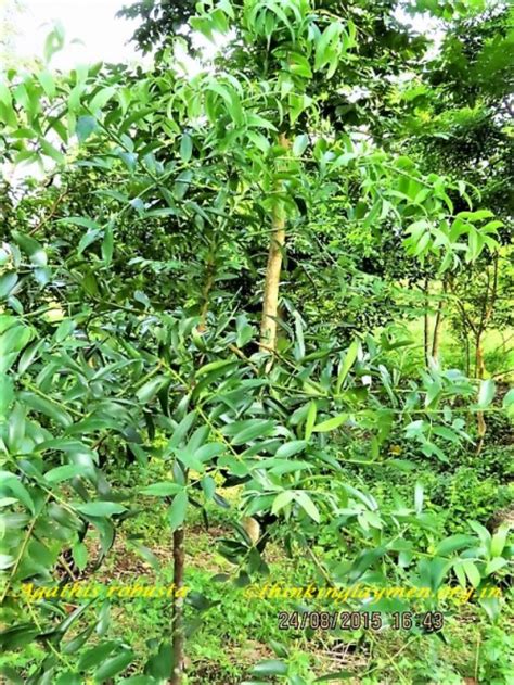 Medicinal Plant Details