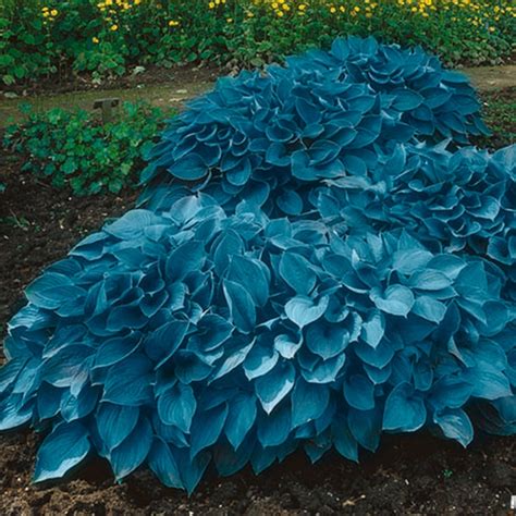 Garden State Bulb Blue Hosta Mix Bulbs 9-Count ECS-77-09-03 at Lowes.com