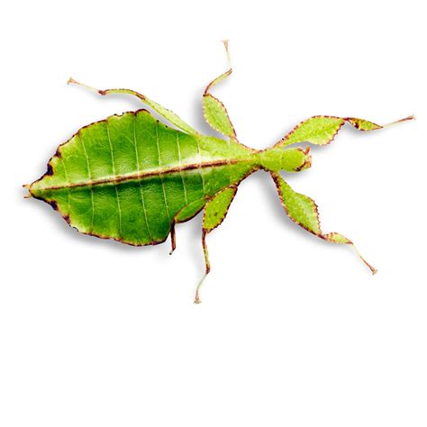 Can Insects Move Their Eyes: A Fascinating Look Inside Their Heads