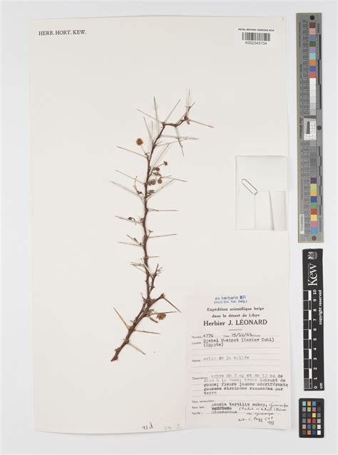 Vachellia tortilis subsp. spirocarpa (Hochst. ex A.Rich.) Kyal ...