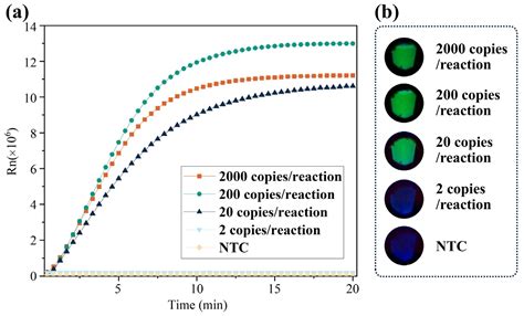CRISPR/Cas12a-Assisted Dual Visualized Detection of SARS-CoV-2 on ...