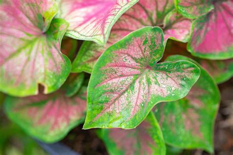 Caladium: Plant Care & Growing Guide