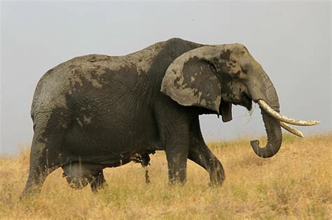 Image result for Elephant Insurance