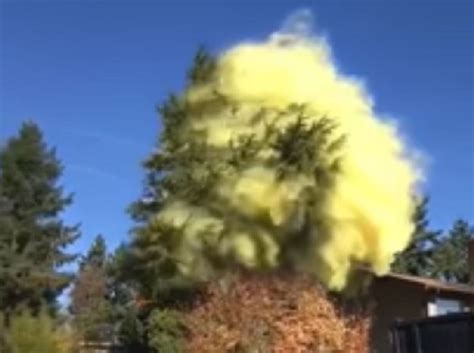 Image result for Pollen Coming Off Tree