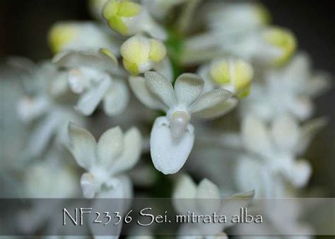 Sei. mitrata alba / Orchids.com