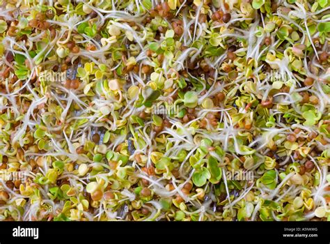 Image result for Radished Sprouting