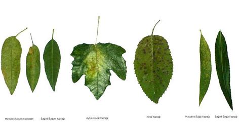 Bitki hastalıkları ve zararlıları için yardım hattı - Page 14 - agaclar.net