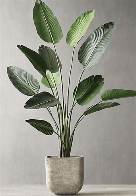 Big House Plants: A Guide to Indoor Plant Decor