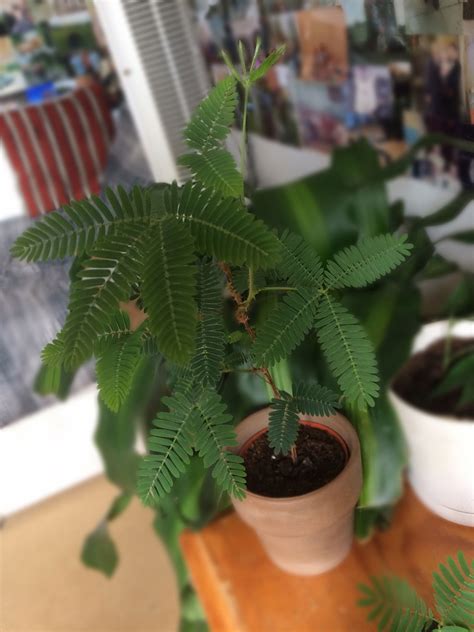 How to Care for Sensitive Plants! (Mimosa Pudica)