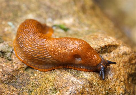 Spanish Slug