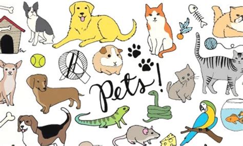 Image result for Pets Explained