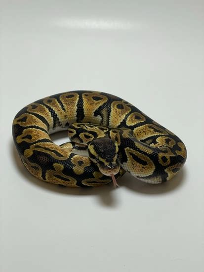 Wicked Wicked Reptiles Ball Python 的图像结果