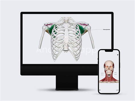 Image result for Free Anatomy Tutorial