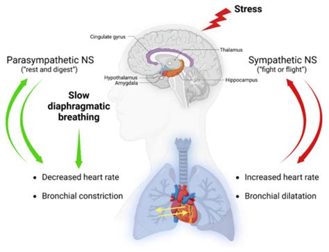 Breathwork Interventions for Adults with Clinically Diagnosed Anxiety ...