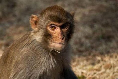 1992年出生属猴人命运 92年出生的人是水猴之命-属猴-国学梦