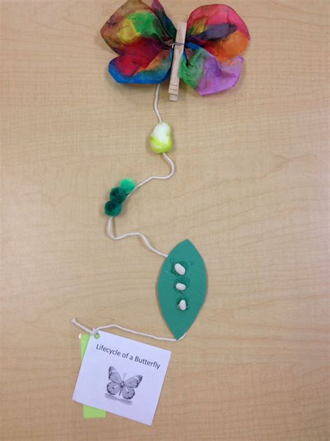 Butterfly Life Cycle Art Preschool at Shelly James blog