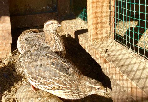 HOW DO I LOOK AFTER MY QUAILS | Back Yard Farmer