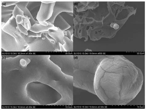 Impact of Freezing and Freeze Drying on Lactobacillus rhamnosus GG ...