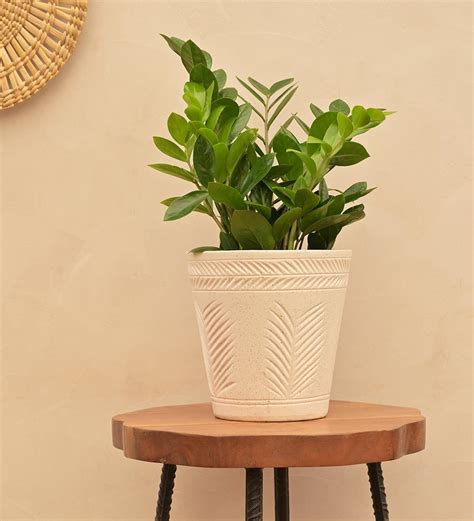 Embosse Ceramic Planter – Ugaoo