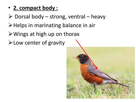 Adaptations Of Birds For Flight