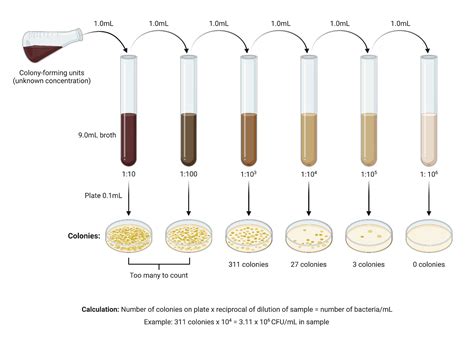 Wbc Dilution Procedure at Alaina Johnson blog