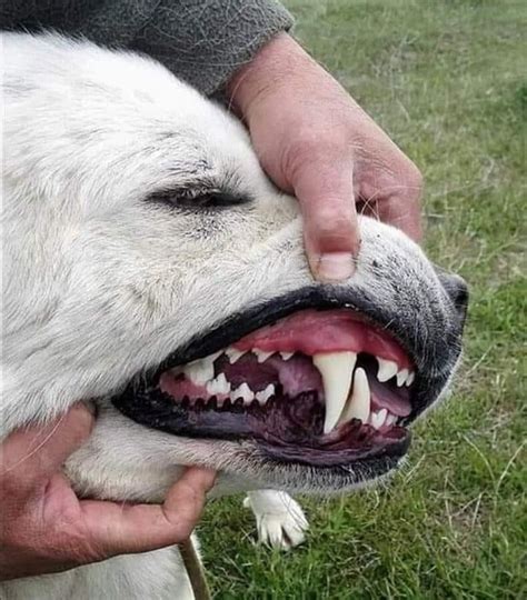 Pin by !!! on Dogs | Expensive dogs, Dog breeds, Alabai dog