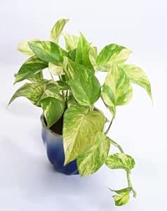 Rare Money Plant Lucky Green Pothos for Home Improvement and Aesthetic ...