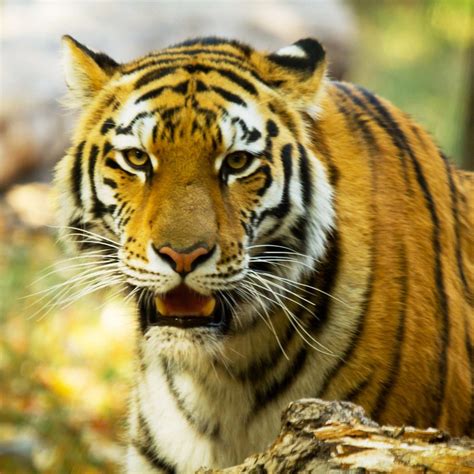 GREAT PLAINS ZOO (2026) All You Need to Know BEFORE You Go (with Photos ...