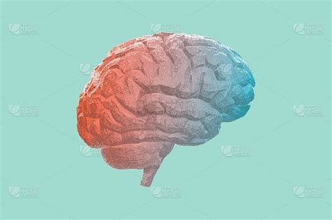 人脑 的图像结果