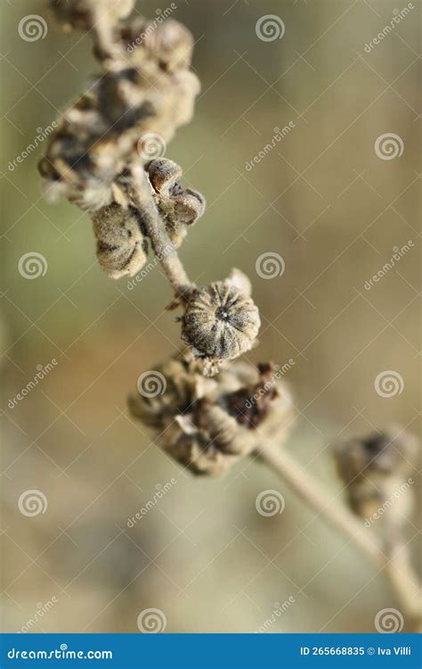 Common marsh mallow stock image. Image of seed, plant - 265668835