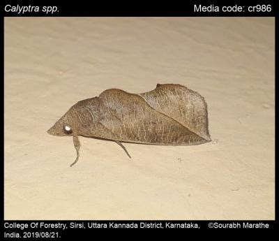 Calyptra spp. Ochsenheimer, 1816 - | Moths