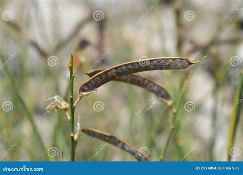 Spanish broom stock image. Image of seed, fruit, rush - 291405439