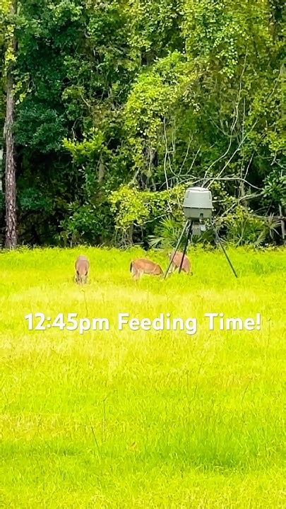 Backyard Deer Feeding Time! - YouTube