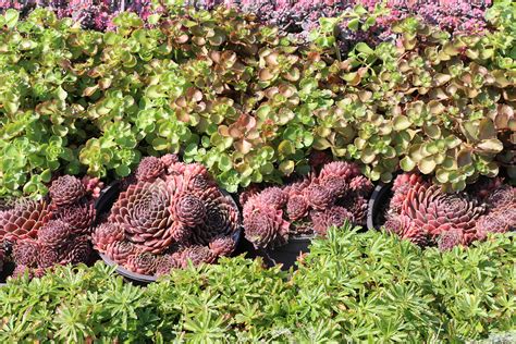 Perennials for ground covers - Landscape Ontario