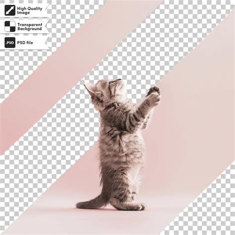 Cat Runway 的图像结果