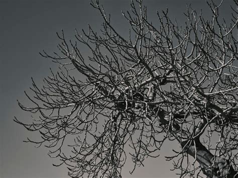 Image result for Dramatic Tree Images