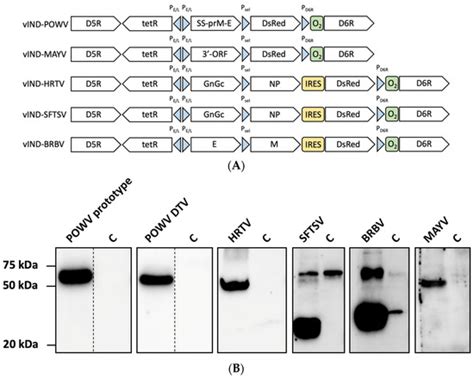 Generation of Multiple Arbovirus-like Particles Using a Rapid ...