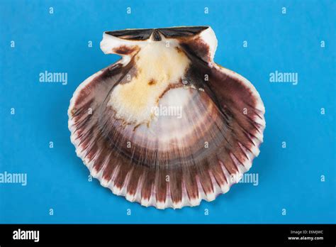 Image result for Scallop Shell Inside