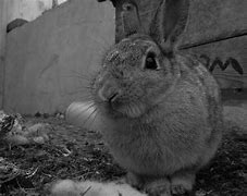 Image result for Grey Bunny Plushie