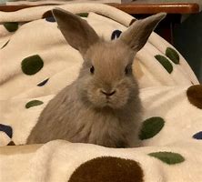 Image result for Holland Lop Cute