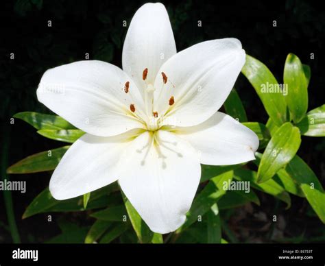 Madonna Lily Lilium Candidum Close Up High Resolution Stock Photography ...