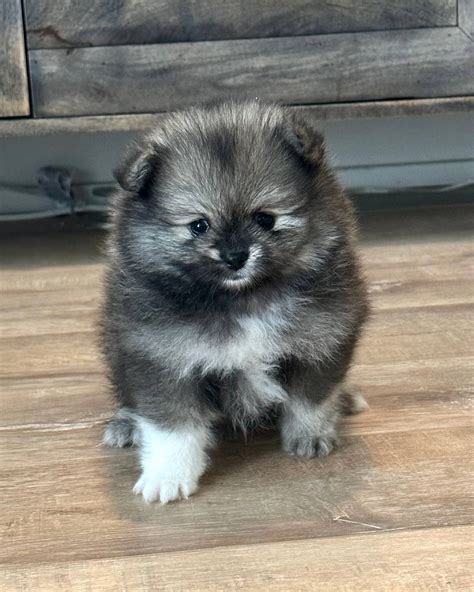 Duke - Wolf Sable Male Pomeranian Puppy | Petite Posh Puppies